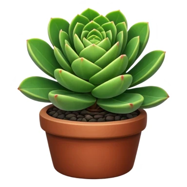 CRASSULA sticker