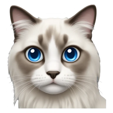 Ragdoll cat with blue eyes sticker