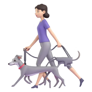 Beautiful Asian girl walking a completely solid grey Italian greyhound with a grey nose, no white markings anywhere, no white on the nose, pure grey dog sticker