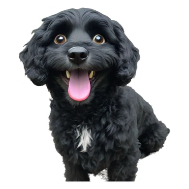 happy havapoo black coat sticker