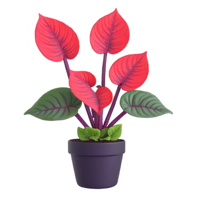 Alocasia azlanii (Red Mambo) plant with heart-shaped leaves in purple and dark green with red veins, in black ceramic pot sticker