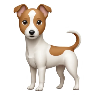 a fully white jack russell the size of a kelpie with a half white face sticker