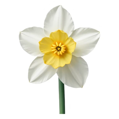 Narcissus flower sticker
