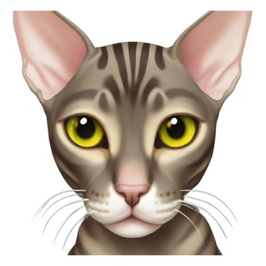Dark Brown tabby sphynx stripes yellow green eyes sticker