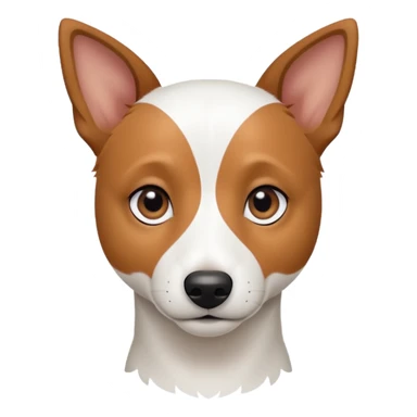 a fully white jack russell the size of a kelpie with a half white face sticker