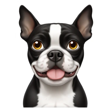 Boston terrier dog with one white eye sticker