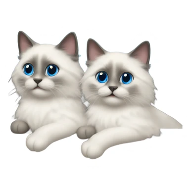 Two blue point ragdoll cats driving a car  sticker