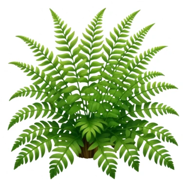 A cluster of soft green ferns growing under shaded trees.









































 sticker