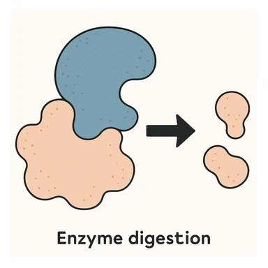 Ultra-detailed scientific illustration  (like in a school book) of enzyme digestion. Macro molecular view, clean white background, no text, no human figures or cartoon characters. Purely biological focus. sticker