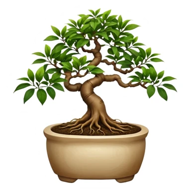 BONSAI DI FICUS GINSENG 
 sticker