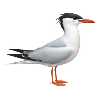 Tern sticker