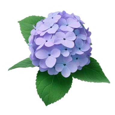 Hydrangea Celeste flower sticker