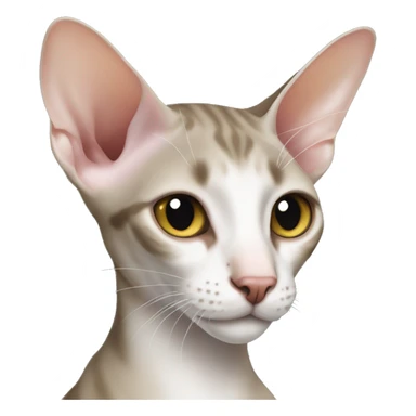 Oriental Shorthair Cats sticker