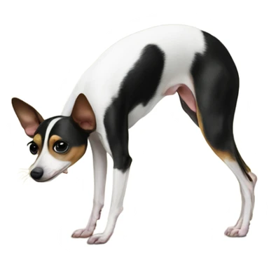 Rat terrier doing a handstand  sticker