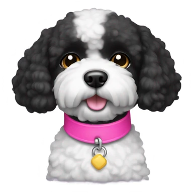 Black bichon dog with a pink collar sticker