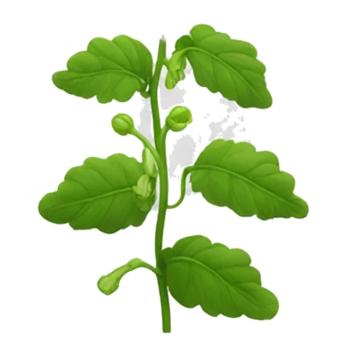 bells of ireland flower sticker