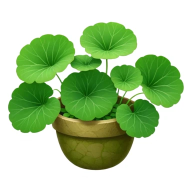 centella asiatica sticker