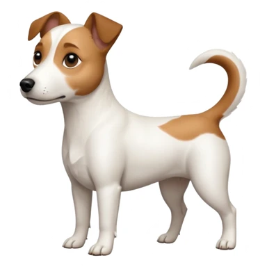 a full body white jack russel looking dog the size of a kelpie with light brown ears and a light brown patch on one eye, flopped down ears and a large snout sticker