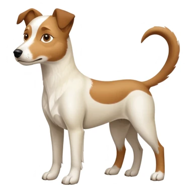 a full body large white parson russell looking dog the size of a kelpie with light brown flapped down ears and a light brown patch on one eye and a large snout sticker