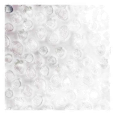 Fraise framboise myrtille  sticker