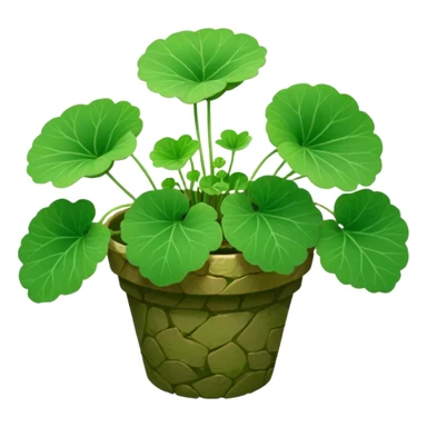 centella asiatica sticker