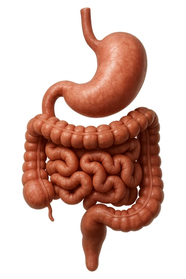 stomaco e intestino sono collegati, colore naturali, iperrealistico 4k sticker