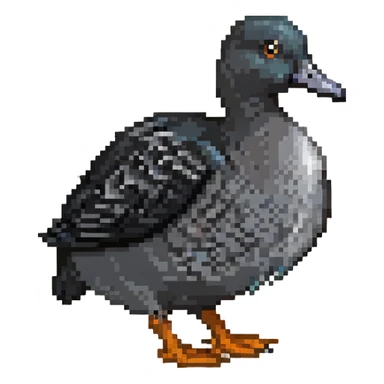 black coot bird, a duck with black feathers, white beak, and grey legs sticker