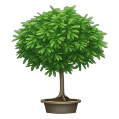 Balanites rotundifolia is a small tree or shrub with a multi-stemmed growth form and spiny branches which grows sticker