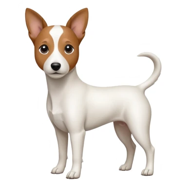 a fully white jack russell the size of a kelpie with floppy ears and a half white face sticker