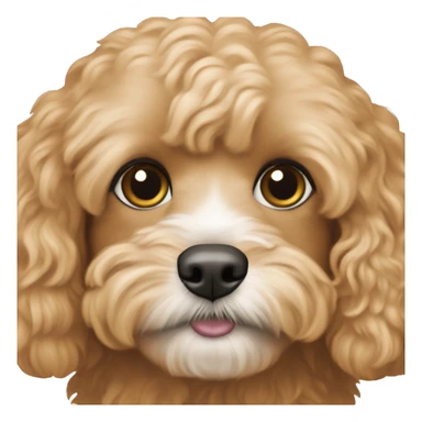 A small apricot coloured cavapoo  sticker