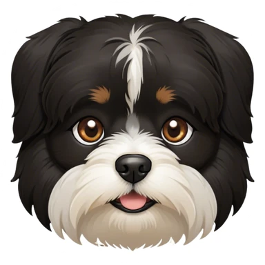 all-black Havanese dog face with brown eyes and no white sticker