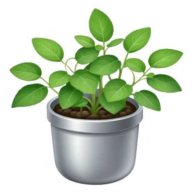 Young sprouts of Plectranthus Verticillatus with round circular leaves in a silver metallic pot sticker