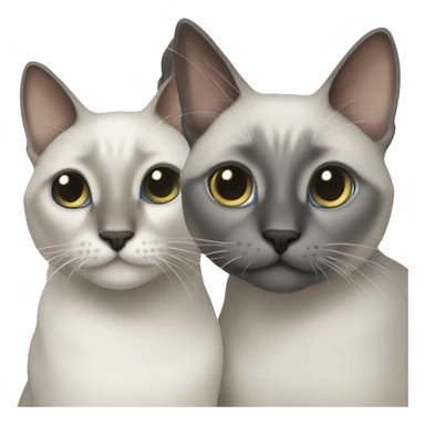 Two grey cats siamese  sticker