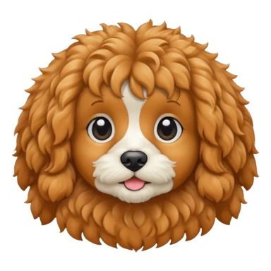 Cavapoo  apricot no white sticker