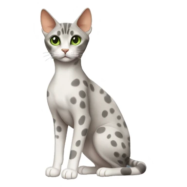 Short-haired oriental cat ,full body , grey coat with spots , green eyes , terracotta nuzzle sticker
