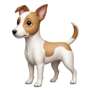 a fully white jack russell the size of a kelpie with floppy ears and a half white face sticker