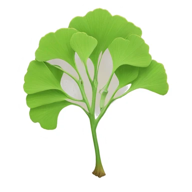 Ginkgo biloba  sticker