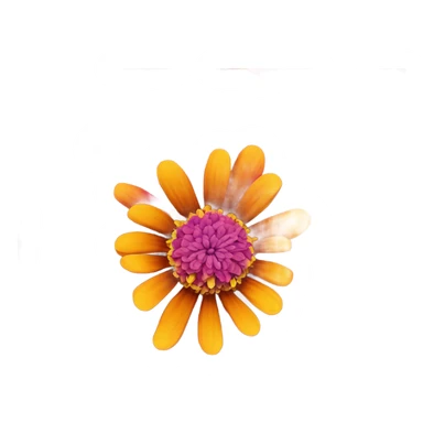 Zinnia sticker