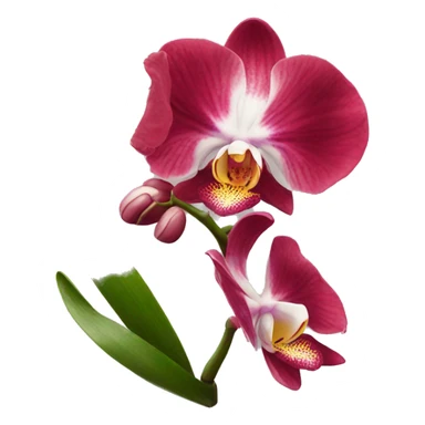 Orchidée rouge  sticker