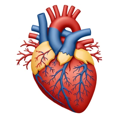 Cardiovascular system sticker