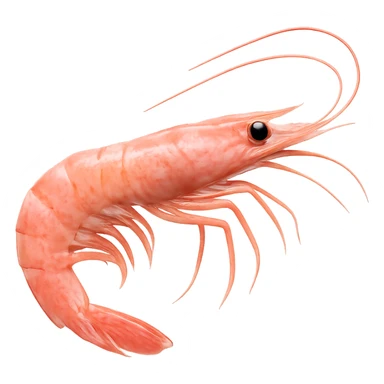 pink shrimp, no background sticker