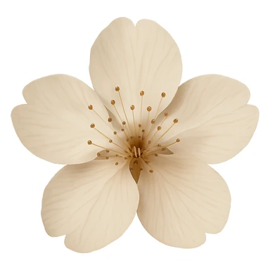 show  one beige cherry blossom without a stem , remove background sticker