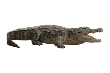 Crocodile sticker