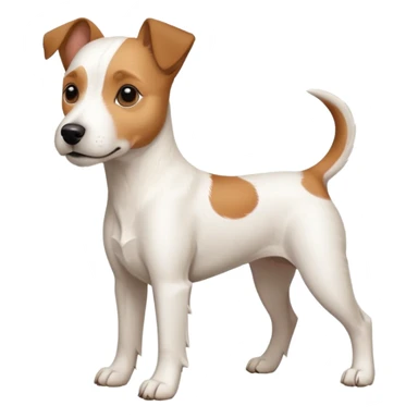 a full body large white parson russell terrier looking dog the size of a kelpie with light brown big ears and a light brown patch on one eye and a large snout sticker