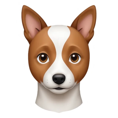 a fully white jack russell the size of a kelpie with a half white face sticker