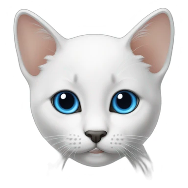 weiße babykatze mit tiefblauen augen sticker