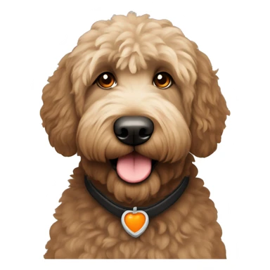 Black straight hair labradoodle with an orange collar sticker
