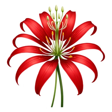 Spider lily  sticker