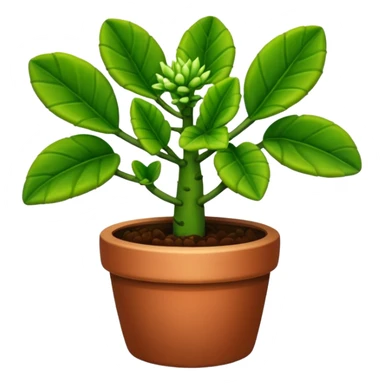 Euphorbia flanaganii plant sticker