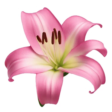 pink lilly sticker
